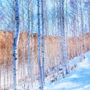 자작나무숲정상 이미지