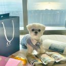 도그패밀리 이미지