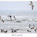 도요새
