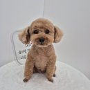 거창하개 이미지