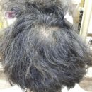 채이마마 최블리헤어 이야기 입니다.