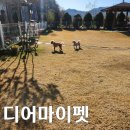 디어마이펫 | 전주 한옥마을 근교 완주 애견펜션 &#39;디어마이펫&#39; 방문 후기