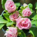 행복을주는꽃 이미지