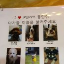 아이러브 애견 이미지