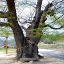 영풍 태장리 느티나무 이미지