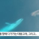 흰수염고래의 놀라운 먹이활동 장면 이미지