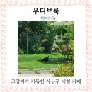 구학초등학교 | 우디브룩 내돈내산 카페 추천 | 부산 사상 대형 브런치 카페 | 🐱고양이카페