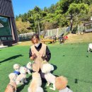 애견매니저 이미지