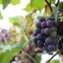 장암농장 이미지