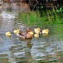 미운오리새끼 이미지