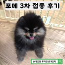 동물사랑세상 의료센터 | 포메라니안 3차 예방접종 후기｜코로나 백신 함께 맞고 토해서 식겁했던 하루 (미르동물의료센터)
