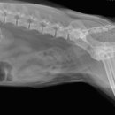 킴리동물병원 이미지