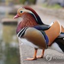 원앙 연합뉴스