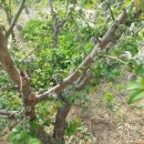 바보농장 이미지