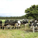 청초목장 이미지