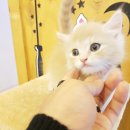 Premium 먼치킨 이미지