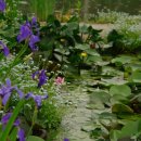 韓宅의 水生植物園... 이미지