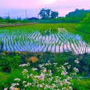 삼주1공인중개사사무소 이미지