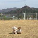퍼피 그라운드 네이버블로그