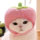 고양이 모자 이미지