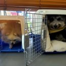 행복켄넬 이미지