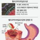 위암 사망·재발 줄이려면 헬리코박터균부터 잡아라 이미지