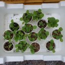 두꺼비농장 이미지