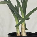 농업회사법인 한빛스마트팜 | 두메부추 키우기 실패 없이 성공하는 방법 (성스팜 실제 재배 후기)