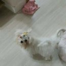 베베펫살롱 이미지