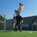 디스크독 연구소 이미지