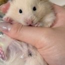 달빛 햄스터리 이미지