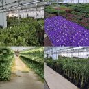 원하농장 이미지