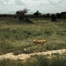 세렝게티 이미지