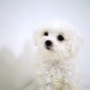 뽀송뽀송 이미지