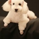 안녕, 상이 친구들! 이미지