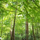 5월산행=함양 와불산산행 코스:벽송사 주차장 - 와불산 왕복 소요 시간 : 5시간 30분 이미지