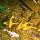 부천호수식물원 수피아 | 상동호수공원 부천 호수식물원 수피아 야간개장 기간 예약 주차장 방문후기