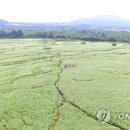 성읍리-28 이미지