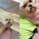 바나나 한입 먹고 울 강아지 닮아서 찍은거 이미지