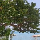 백년바다민박 이미지