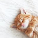 광주첨단YB동물병원 이미지