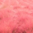 핑크애견 이미지