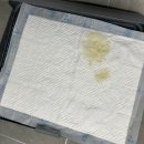 바잇미 | 강아지 배변판 바잇미 제로매트 사용후기