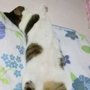 부농