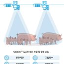 센