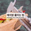 <b>체지방</b> 줄이는 법 (음식/성분/<b>비만도</b><b>계산기</b>)