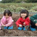 영양중앙초교병설유치원 이미지