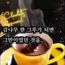 월요일 Daum카페
