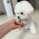 동그리멍 네이버블로그