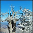 247차 정기산행 태백산 풍경(산림청, 한국의 산하, 블랙야크 100대 명산) 이미지